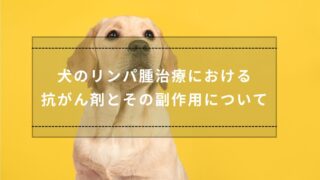 犬のリンパ腫治療における抗がん剤とその副作用について – 湘南ルアナ