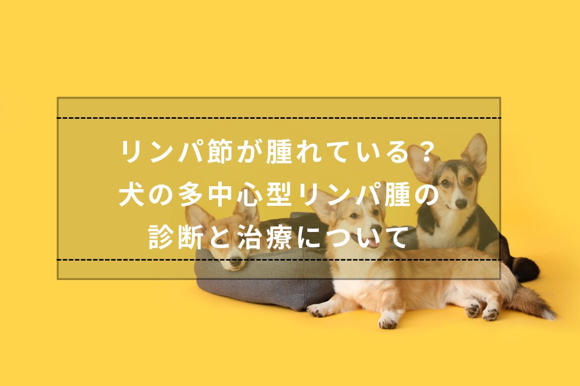 リンパ節が腫れている？犬の多中心型リンパ腫の診断と治療