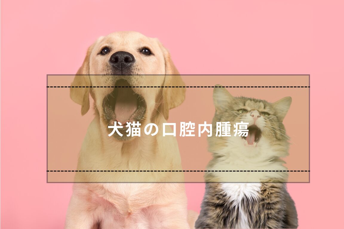 犬と猫の口腔内腫瘍.jpg