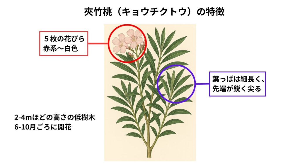公園や街路樹で見かける夾竹桃（キョウチクトウ）の誤食にご注意を 