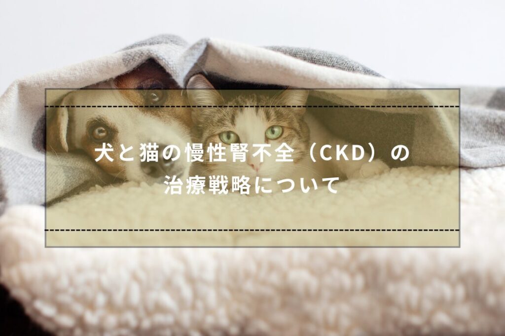 猫の 慢性腎臓病 の薬 獣医師解説 動物病院で処方されたお薬ガイド