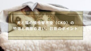 犬と猫の慢性腎不全（CKD）の特徴と病態の違い、診断のポイント – 湘南
