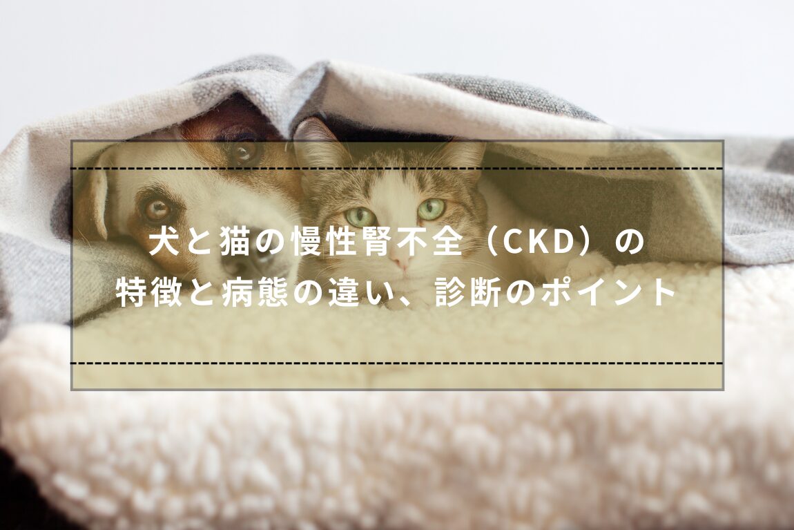 犬と猫の慢性腎不全（CKD）の特徴と病態の違い、診断のポイント – 湘南