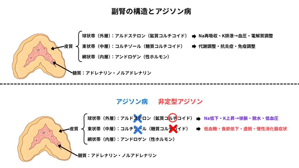 “偉大な詐称者”アジソン病（副腎皮質機能低下症）｜気づかぬうちに命を脅かす病気にご用心！ – 湘南ルアナ動物病院