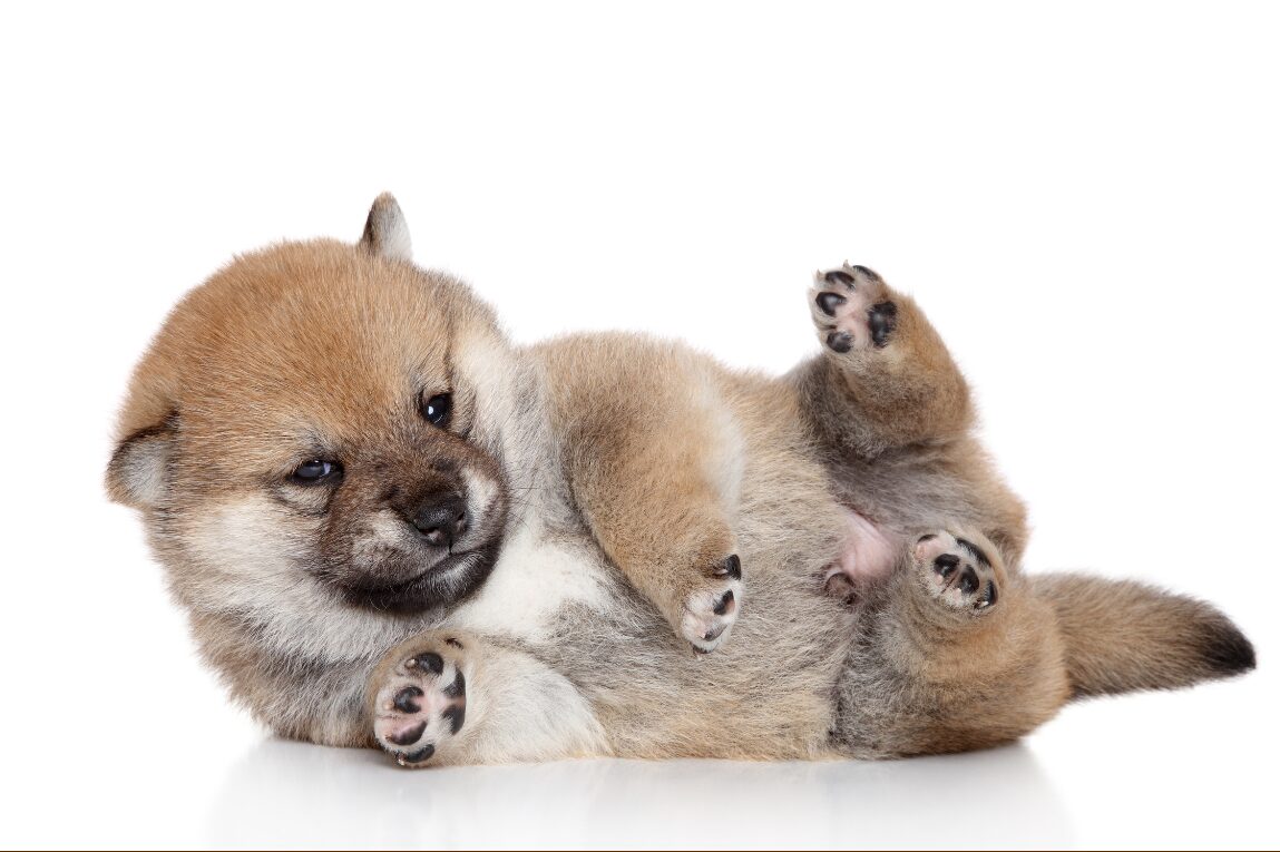 柴犬を迎える前に知っておきたいこと｜魅力・デメリット・価格相場・飼いやすさ – 湘南ルアナ動物病院