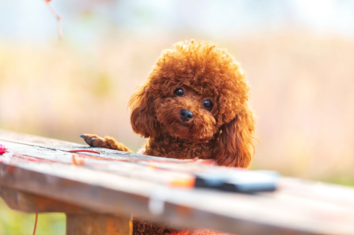 トイプードル-犬.jpg