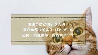 感染予防が何より大切！｜猫白血病ウイルス（FeLV）の感染・病態機序